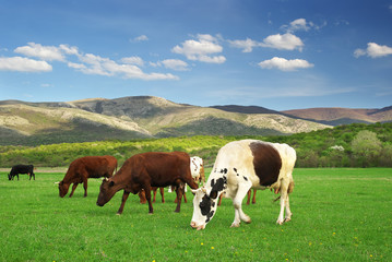 Fototapeta na wymiar Cow in meadow.