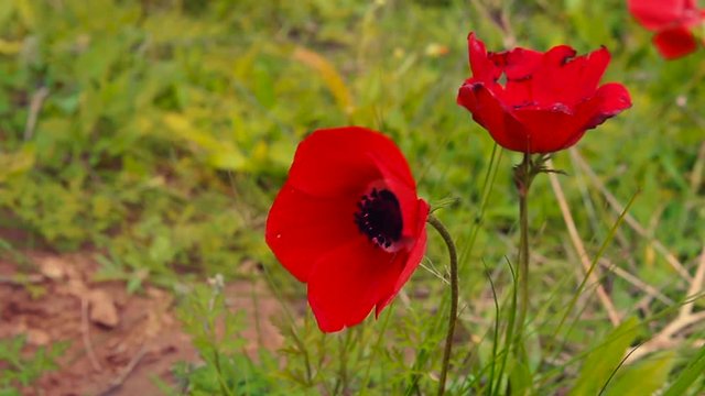 Closeup of red anemone.