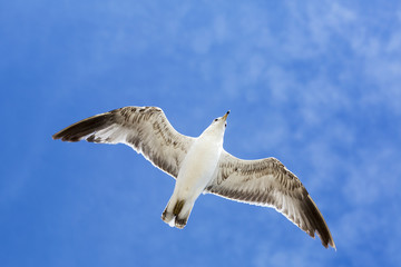 Birds during the flight. Portrait of birds flying against the blue sky. The sun illuminates the feathers of the wings.