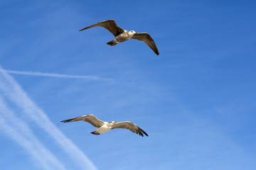 Birds during the flight. Portrait of birds flying against the blue sky. The sun illuminates the feathers of the wings.