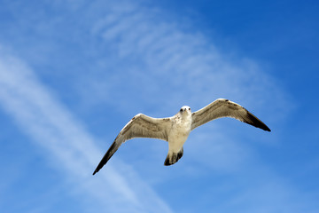 Birds during the flight. Portrait of birds flying against the blue sky. The sun illuminates the feathers of the wings.