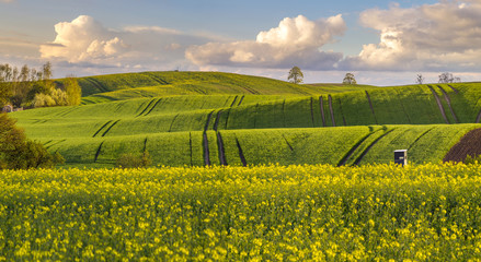 wiosenne,zielone fale z młodego zboża na polu     © Mike Mareen