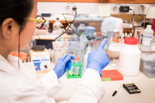 researcher working on gel results