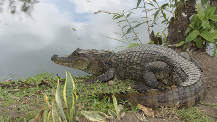 Caiman