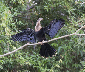 Snakebird at Frio river