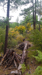 Fototapeta premium AZ-Prescott-Circle Trail(Ranch Trail - Turley Trail). This trail is filled with spectacular views of Granite Mountain and Thumb Butte.The impending storm made our hike even more exciting! 