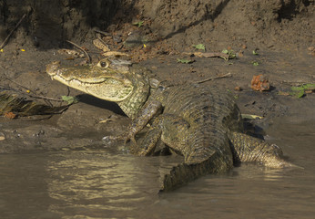 Caiman at Frio river
