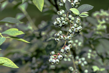 Obraz premium Unripe blueberries on the bush
