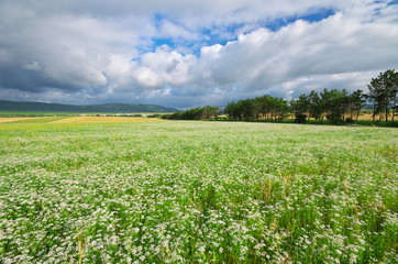 Meadow of coriander.