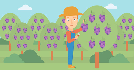 Farmer collecting grapes.