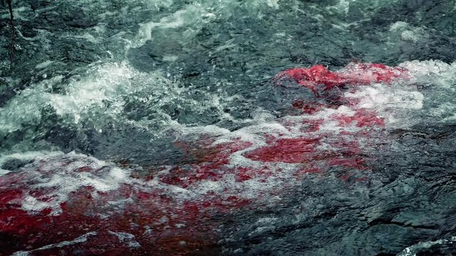 Blood In River Rapids