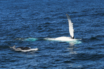 Fototapeta premium Humpback Whale (Megaptera novaeangliae) Mother & Calf