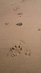 impronte di cane