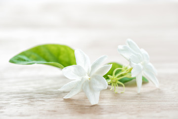 Obraz na płótnie Canvas Jasmine flower