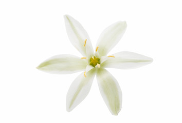 Obraz na płótnie Canvas beautiful white flowers