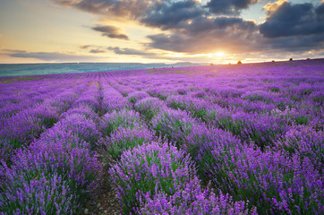 Naklejka na ściany i meble Meadow of lavender.