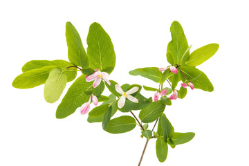 branch with pink flowers