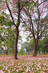 Tabebuia rosea(pink poui,rosy trumpet tree) is a neotropical tree.Flowers are large, in various tones of pink to purple, and appear while the tree has none, or very few leaves.