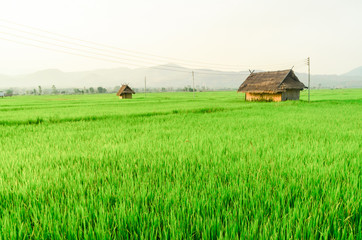 hut and green rice field landscape of Thailand