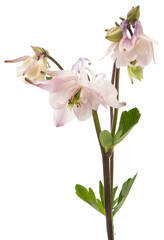 Obraz na płótnie Canvas Aquilegia vulgaris flower isolated