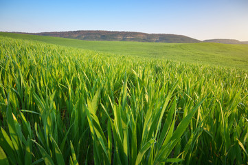 Sunrise in grean meadow.