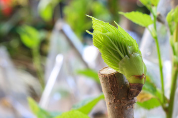 young leaf growing and fresh