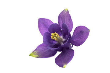 Aquilegia flower isolated