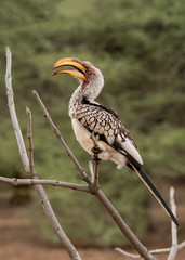 Southern Yellow-billed Hornbill (Tockus leucomelas), Kruger National Park