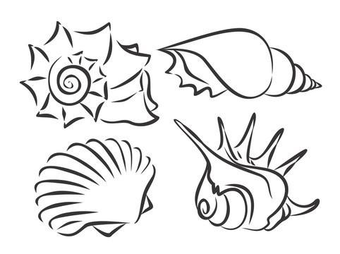 Sketches of sea cockleshells. 