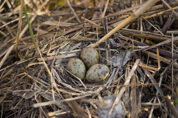Bird's nest in natural habitat.