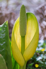 Lysichiton americanus also called western or yellow skunk cabbag