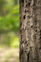 Lizard in nature sitting on a tree.
