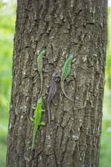 Lizard in nature sitting on a tree.