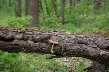 Fototapeta premium Lizard in nature sitting on a tree.