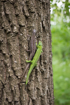 Lizard in nature sitting on a tree.