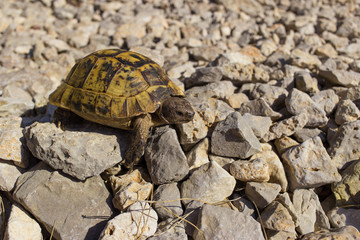Turtle on a rock in the wild on a sunny day.