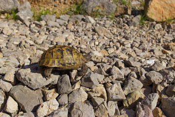 Turtle on a rock in the wild on a sunny day.