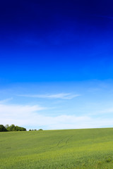 Wheat field and countryside scenery
