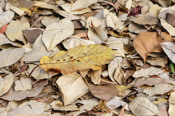 large brown dried falling leaves on the ground