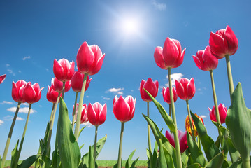 Tulips on blue sky.