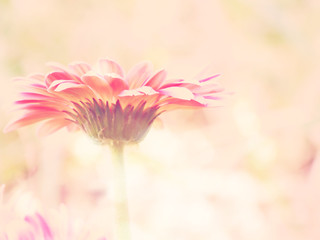 Fototapeta premium gerbera flowers in the garden with vintage and retro filter effect