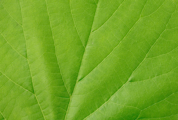 Green leaves background