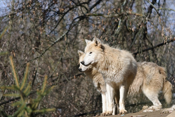 white arctic wolves pack stands on a hill in a forest