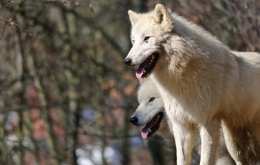 Obraz premium two arctic wolves standing on a hill