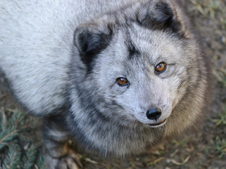 close up portrait of arctic fox