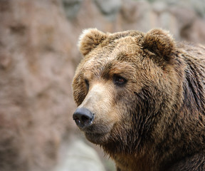 Fototapeta na wymiar adult brown bear close up portrait with rocks in background