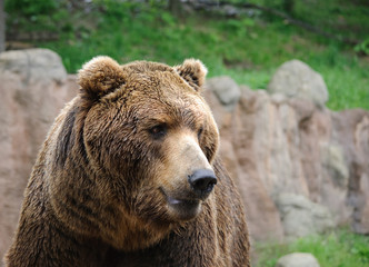 Obraz premium brown bear portrait