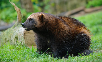 wolverine close up photo