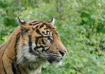 young tiger close up portrait with green backgroung