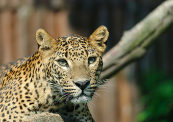 young female srilankan leopard close up portrait